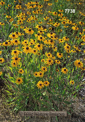 Black-eyed Susan (Rudbeckia hirta)